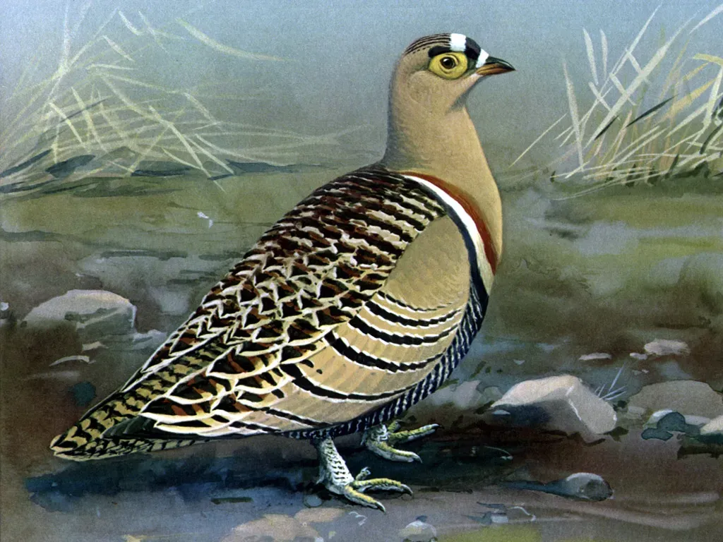File:Pterocles quadricinctusEYP19A.jpg