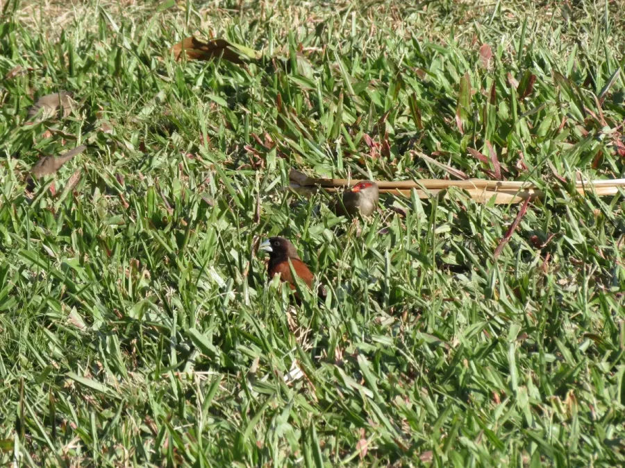File:Lonchura atricapilla and Estrilda astrild (13399281705).jpg