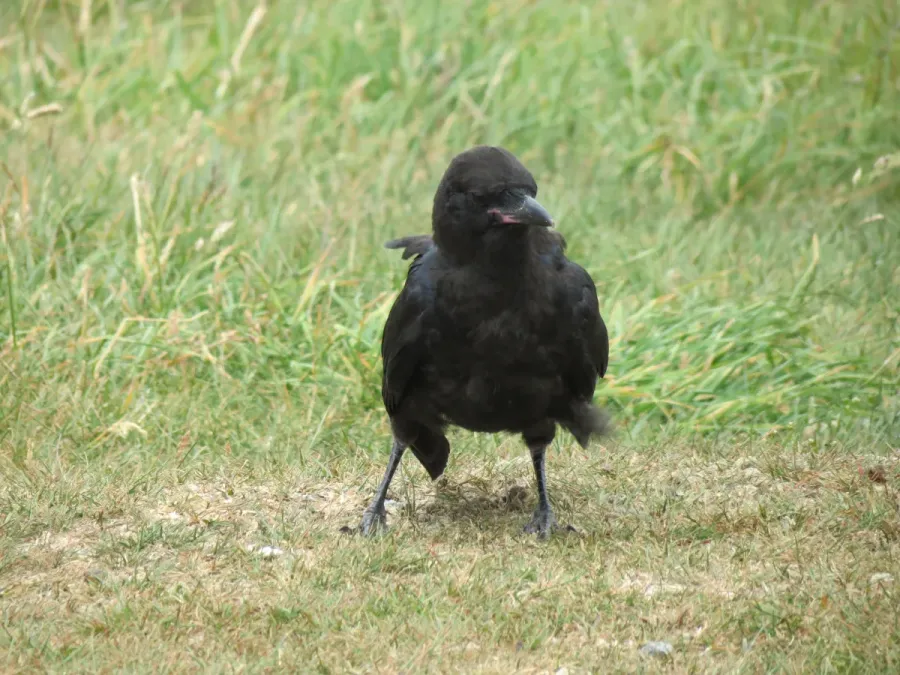 File:Corvus mellori (12201256715).jpg