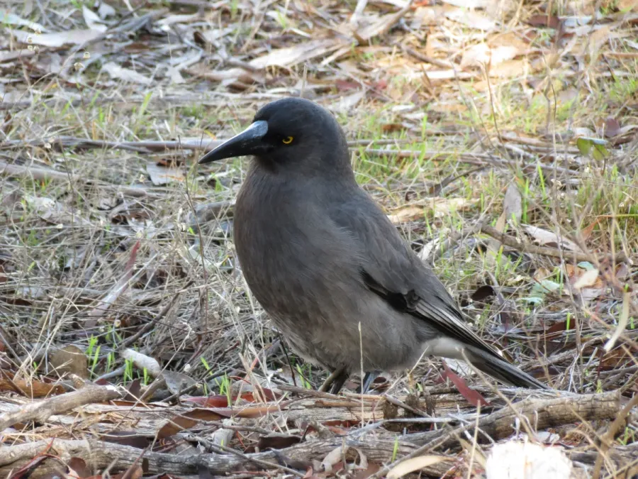 File:Strepera versicolor (9057945482).jpg