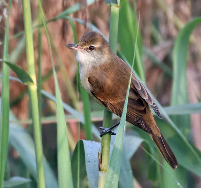 File:Oriental Reed Warbler (Acrocephalus orientalis) in Kolkata W IMG 3235.jpg