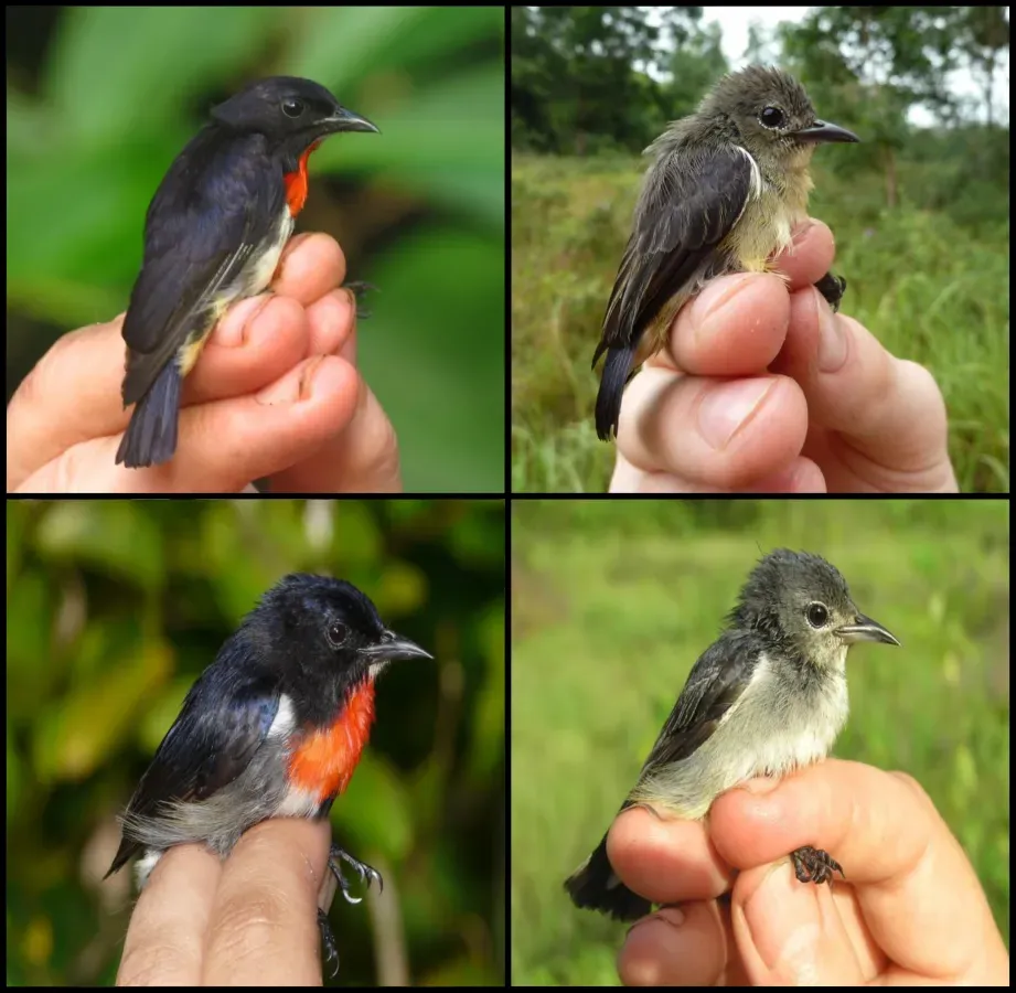 File:Dicaeum celebicum compared to Dicaeum kuehni (vertical).jpg