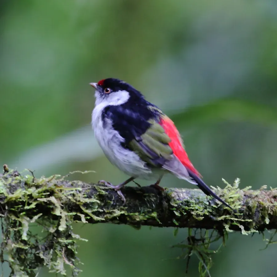 File:Ilicura militaris - Pin-tailed Manakin (male).JPG