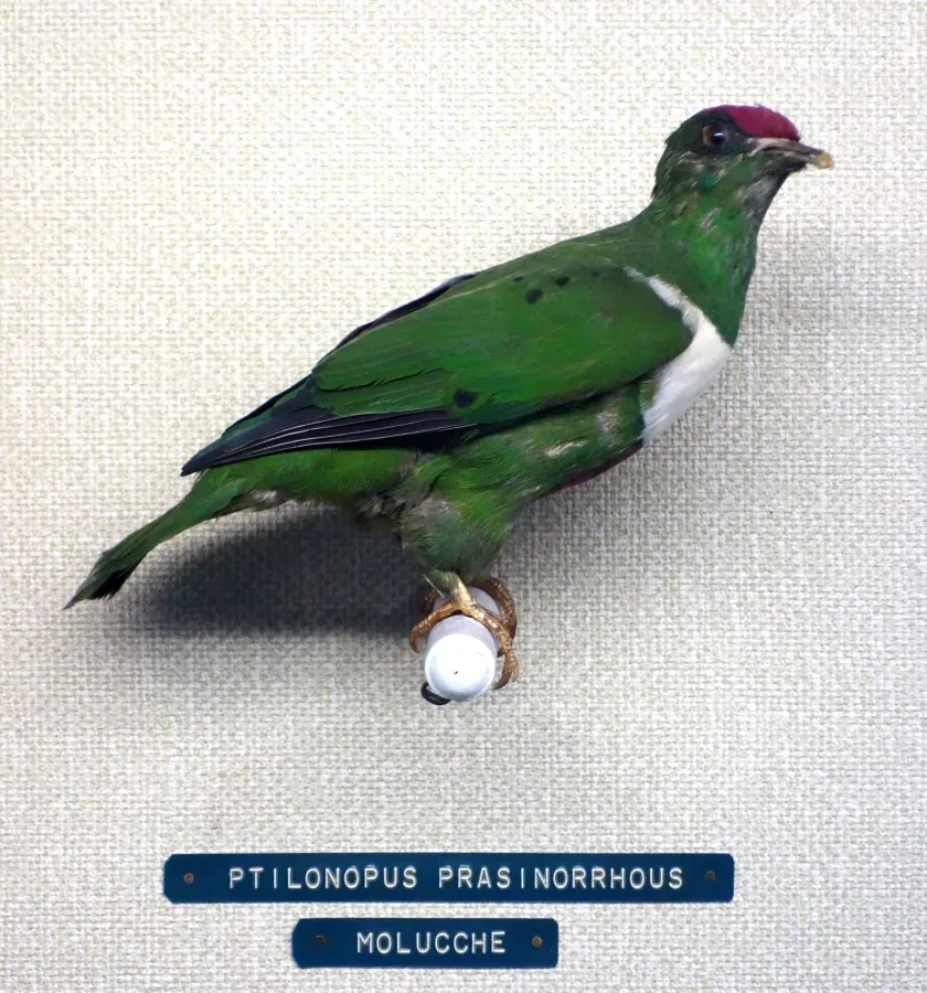 File:Ptilinopus rivoli prasinorrhous (Ptilonopus prasinorrhous) - Museo Civico di Storia Naturale Giacomo Doria - Genoa, Italy - DSC03154.JPG