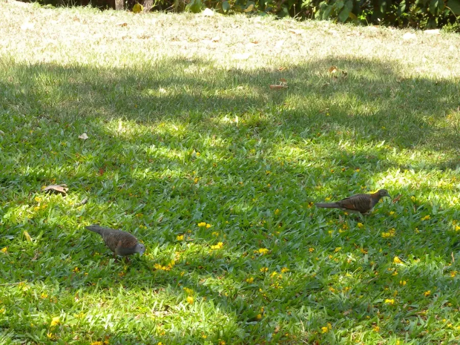 File:Geopelia humeralis (4034704102) (2).jpg