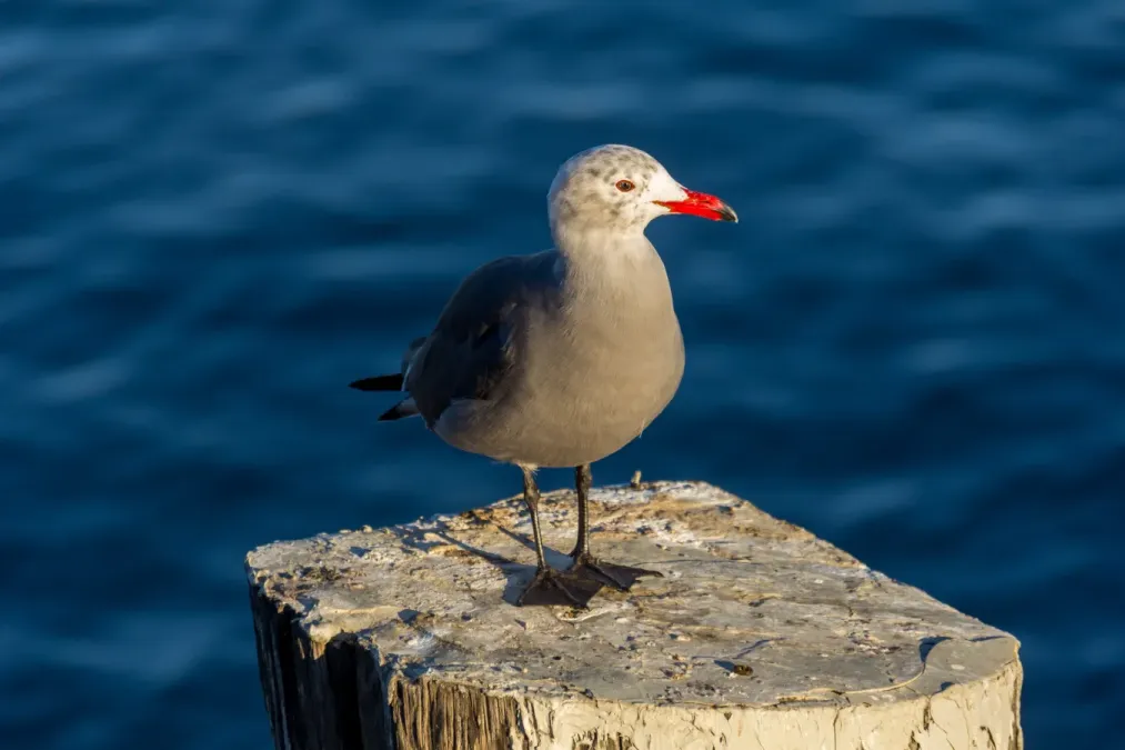 File:Larus heermanni on Seal Beach pier 1.jpg