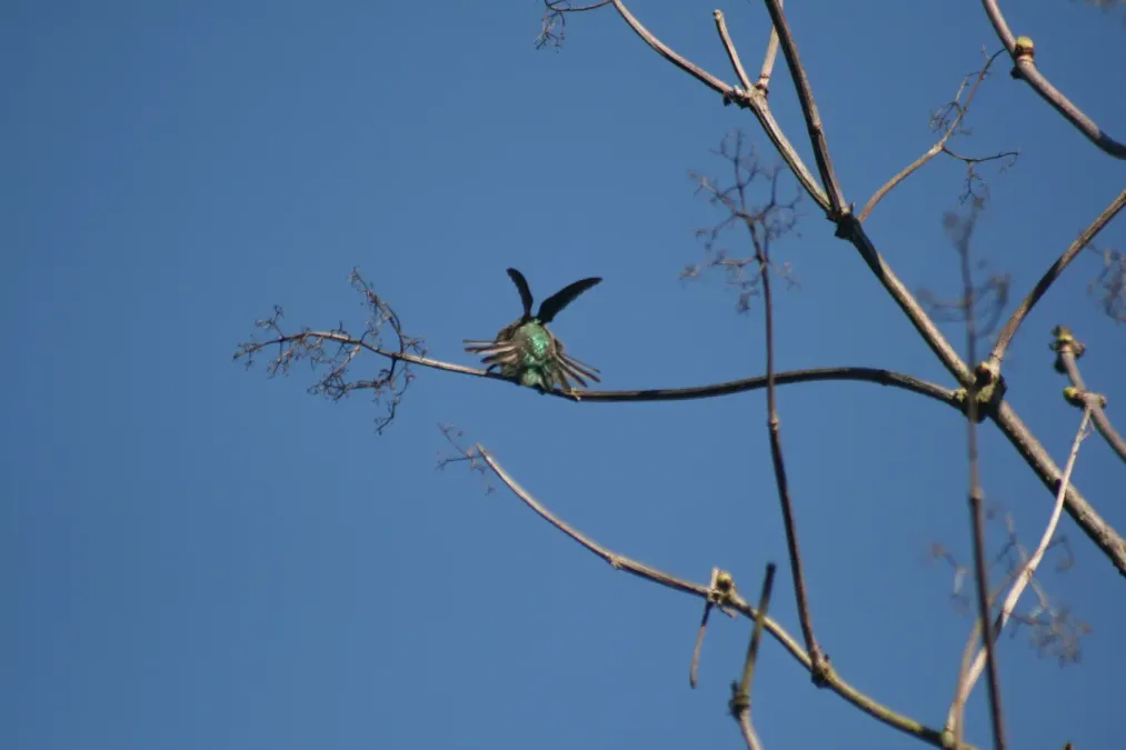 File:Calypte anna in ggp 8.JPG