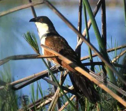 File:Cropped version of Centropus cupreicaudus.jpeg