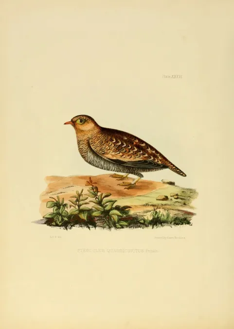 File:Pterocles Quadricinctus.jpg