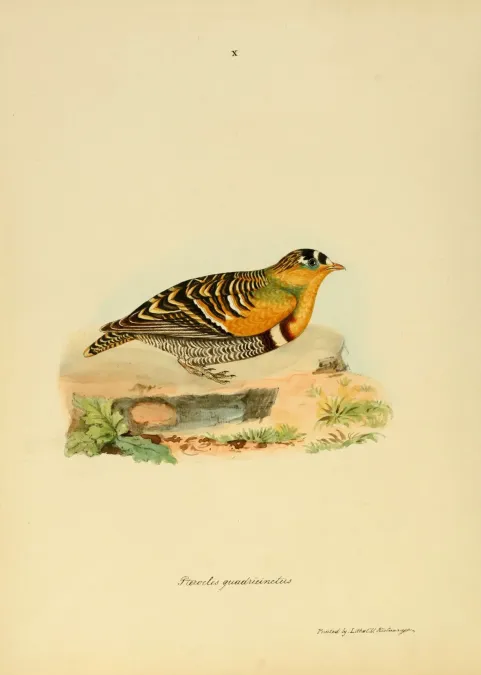 File:Pterocles Quadricinctus Painted Rock Grouse Male.jpg