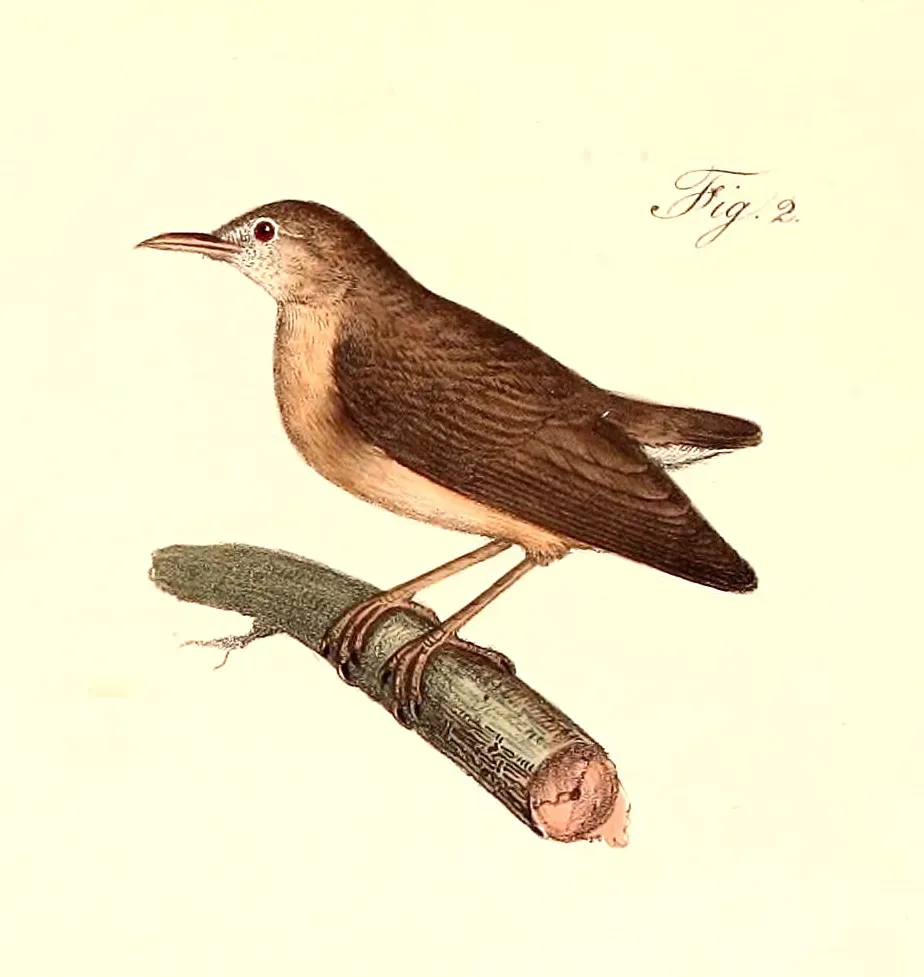 File:Sylvietta brachyura brachyura 1840.jpg