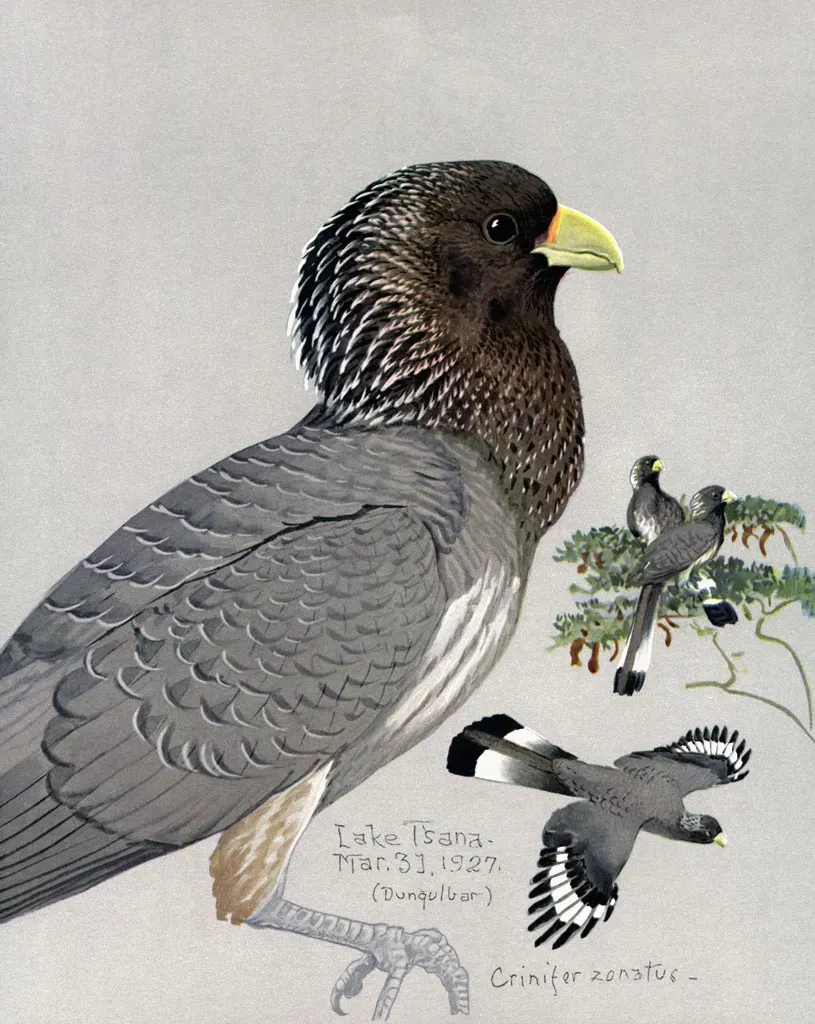 File:Crinifer zonurusEYP21A.jpg
