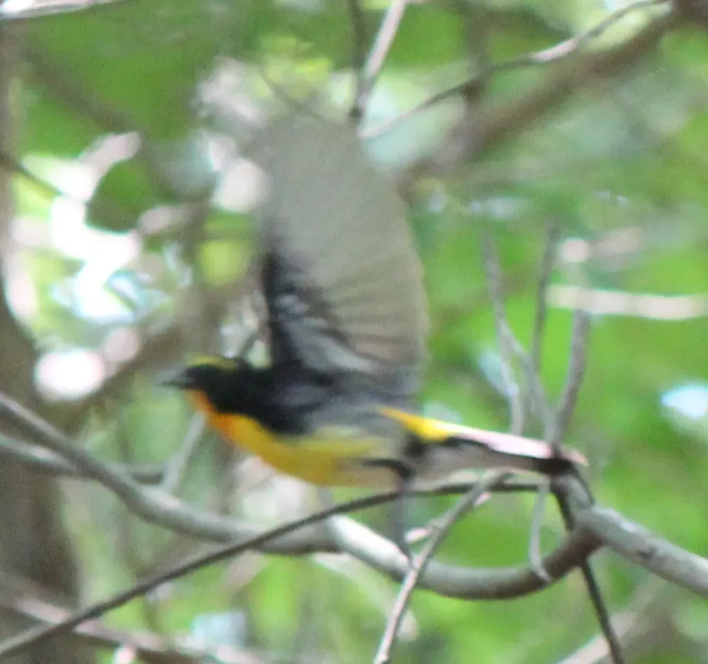File:Ficedula narcissina (in flight).JPG