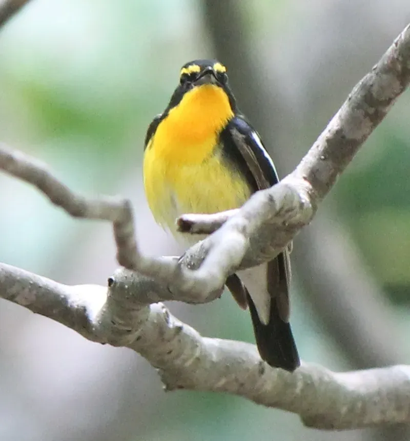 File:Ficedula narcissina (male front).JPG