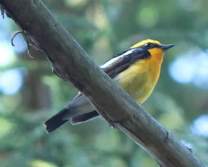 File:Ficedula narcissina (male s3).JPG