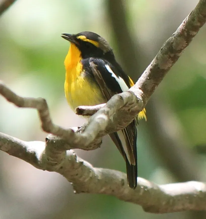 File:Ficedula narcissina (male).JPG