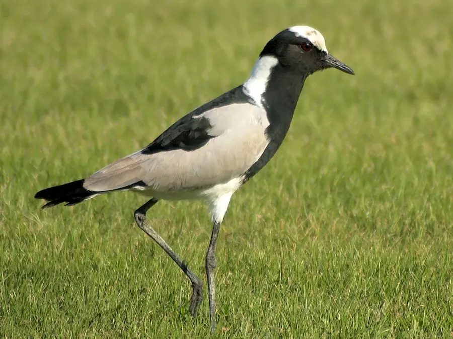 File:Vanellus armatus (taxobox).jpg