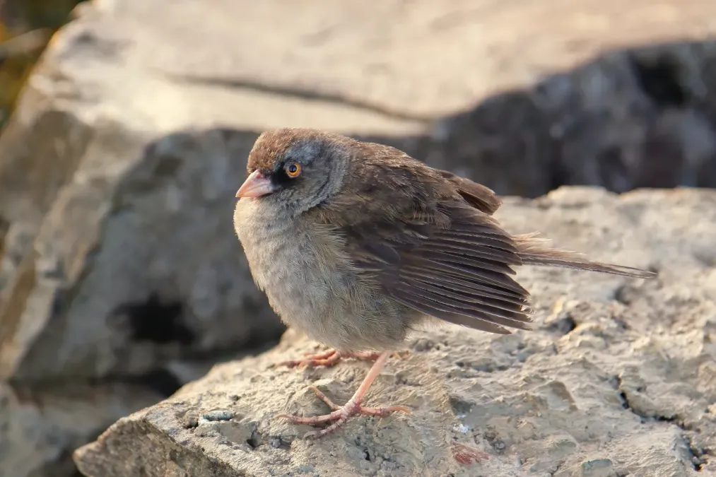 File:Junco vulcani 2 CR.JPG