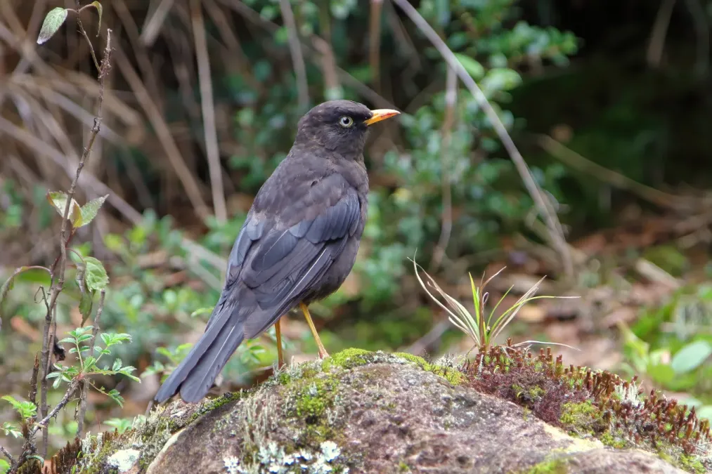 File:Turdus nigrescens CR.JPG