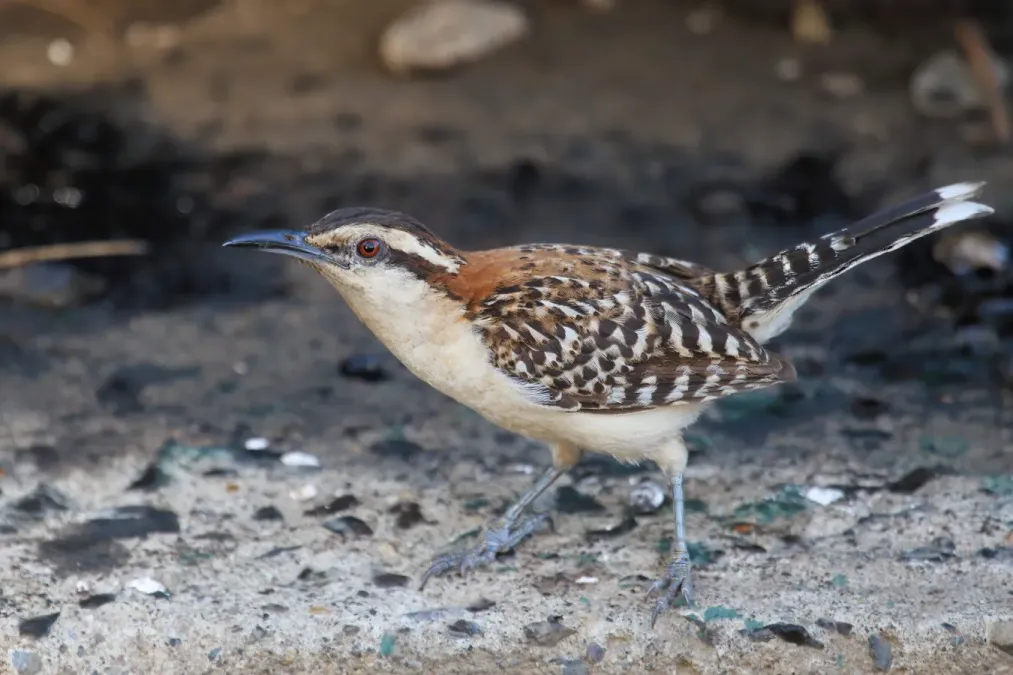 File:Campylorhynchus capistratus 3 CR.jpg