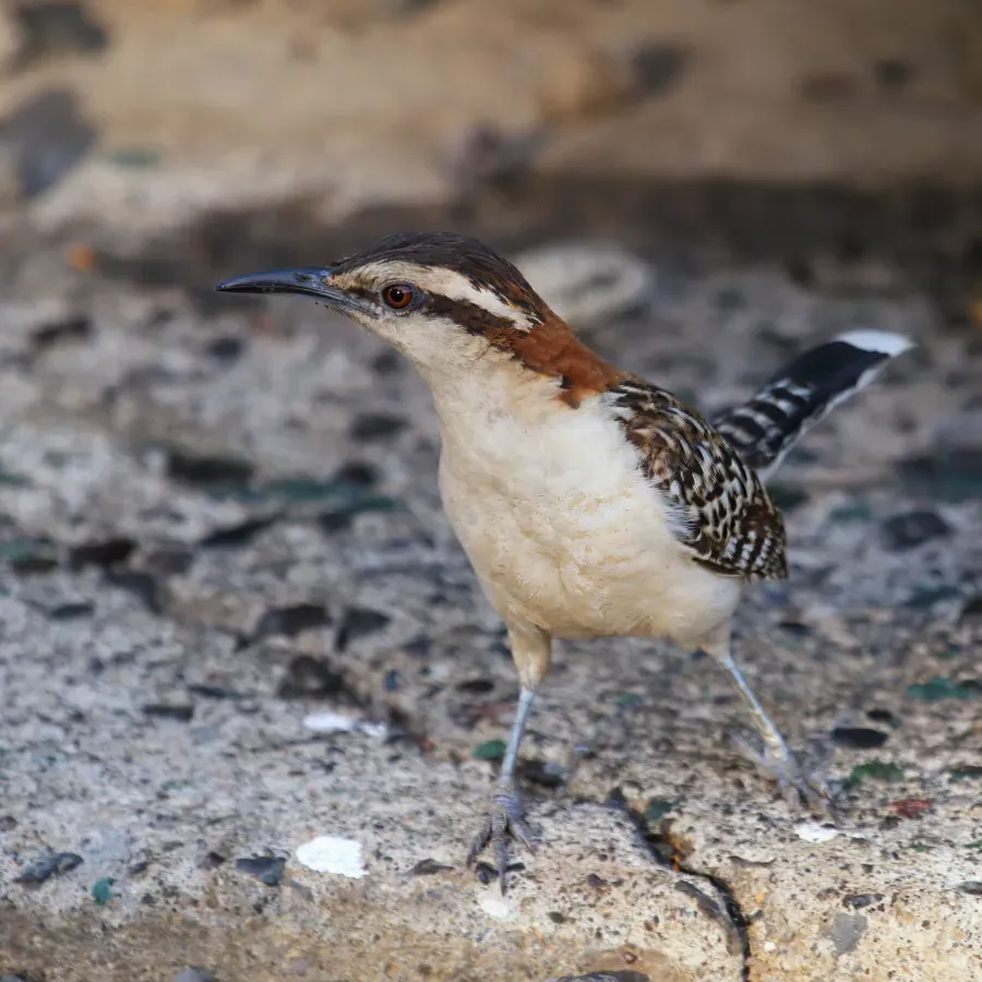 File:Campylorhynchus capistratus 2 CR.jpg