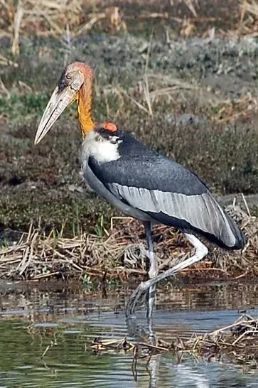File:Greater Adjutant (Leptoptilos dubius).jpg