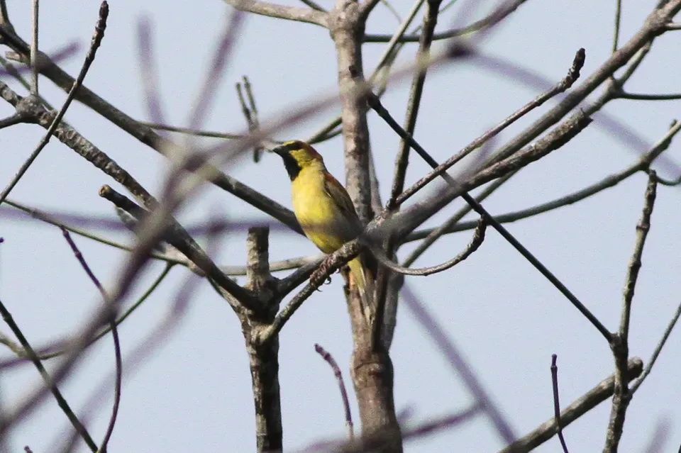 File:Plain-backed Sparrow Passer flaveolus (8080240810).jpg