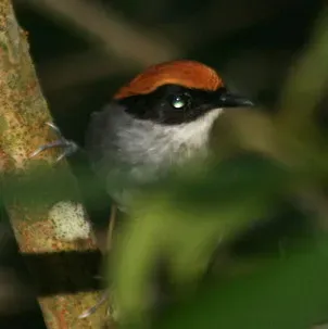 File:Conopophaga melanops 2.jpg