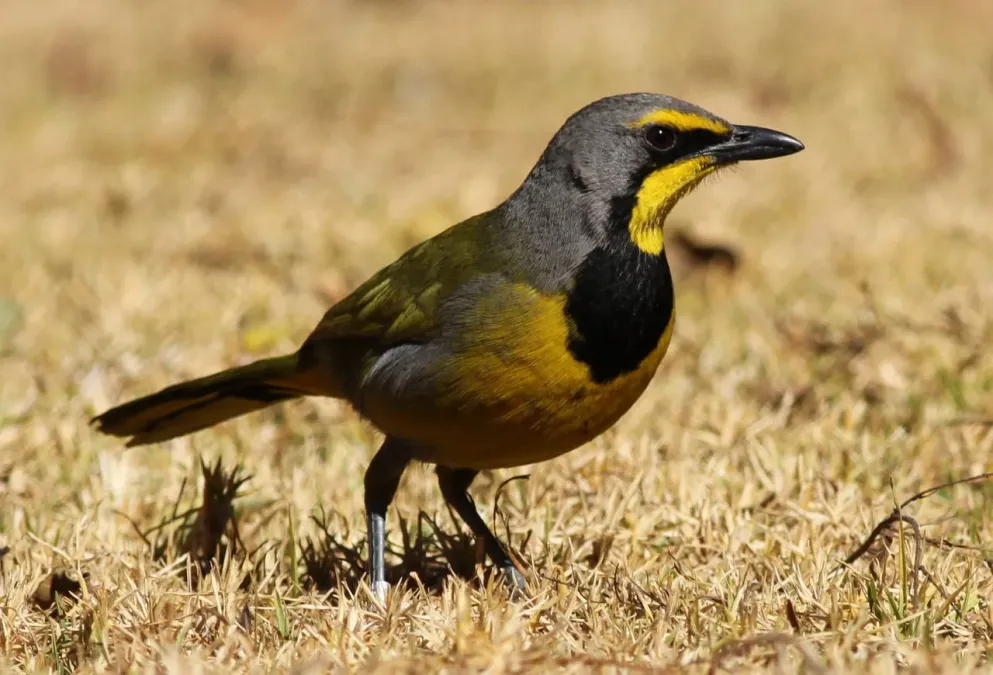 File:Bokmakierie, Telophorus zeylonus, at Walter Sisulu National Botanical Garden, South Africa (14718105893).jpg