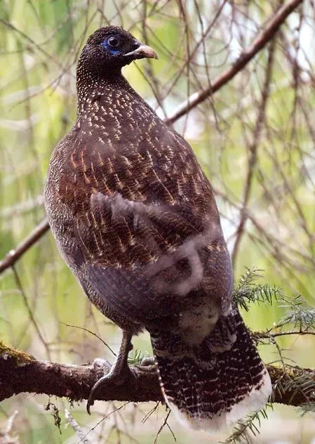 File:Lophophorus sclateri.jpg