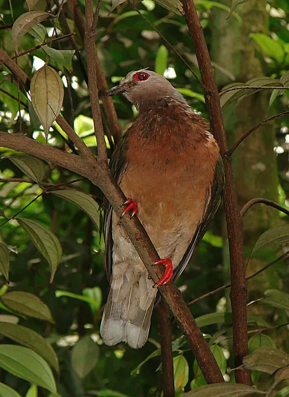 File:Ducula rufigaster (13004532433).jpg