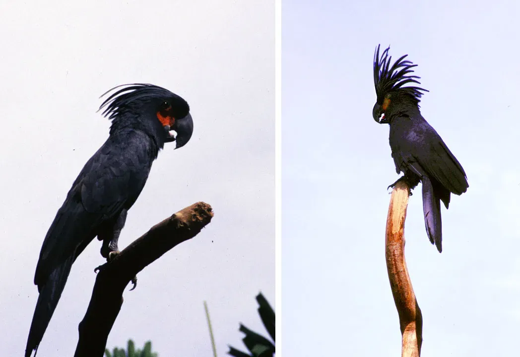 File:Probosciger aterrimus (13004535793).jpg