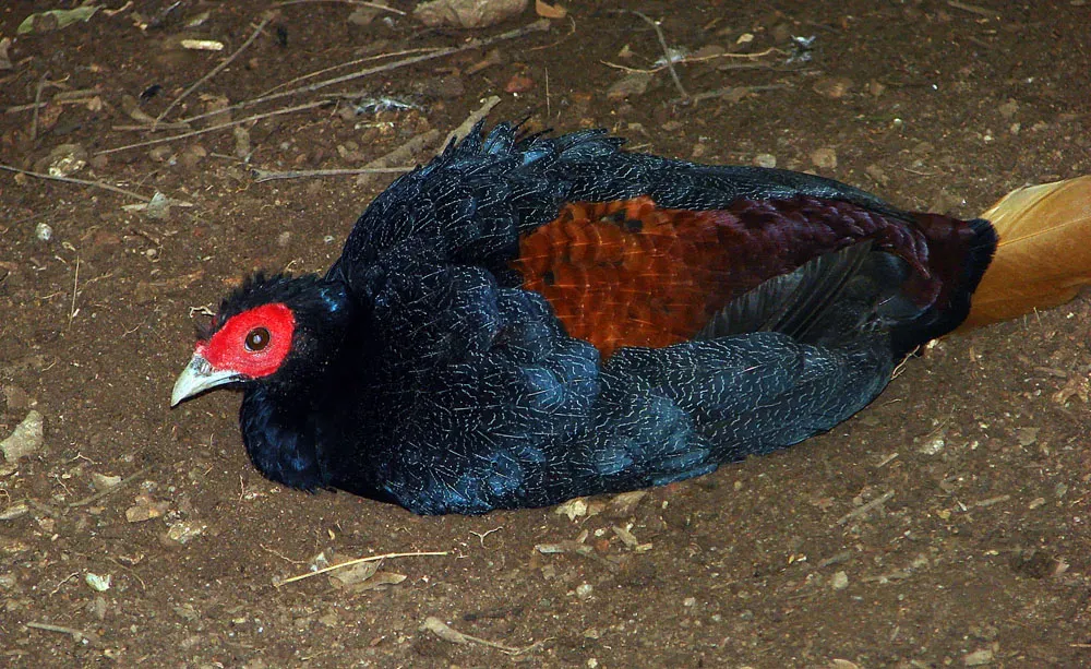 File:Lophura erythrophthalma (12737744943).jpg