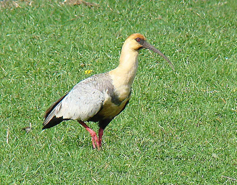 File:Theristicus melanopis, a Black-faced Ibis (9070298393).jpg