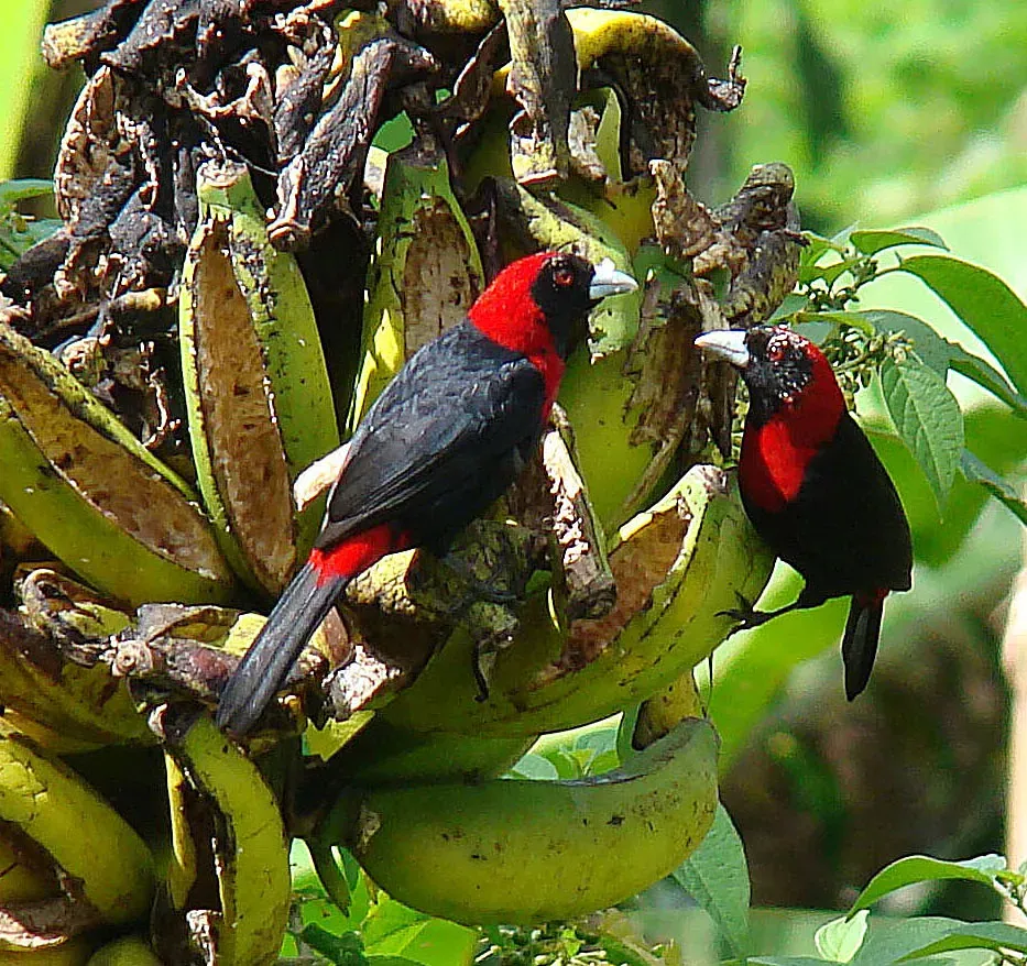 File:Ramphocelus sanguinolentus, the Crimson-collared Tanager. (8992296556).jpg
