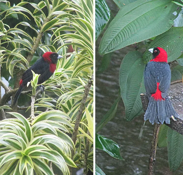 File:Ramphocelus sanguinolentus, Crimson-collared Tanagers. (8991101429).jpg