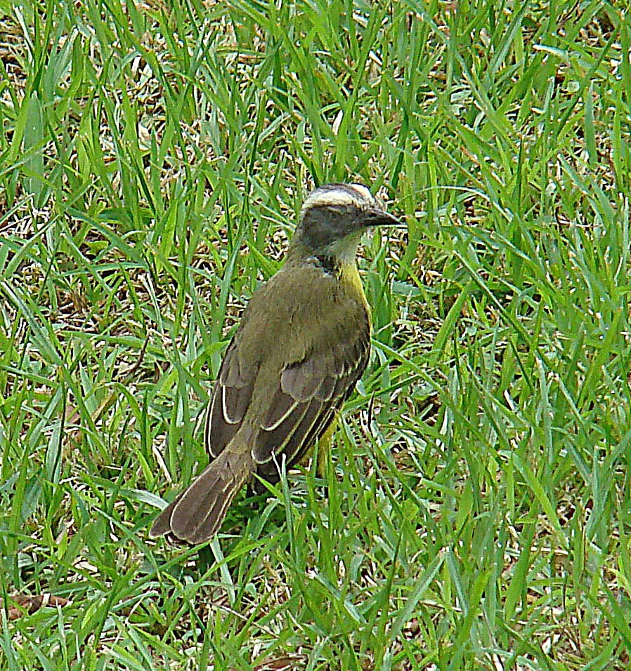File:Philohydor lictor, the Lesser Kiskadee (8986651091).jpg