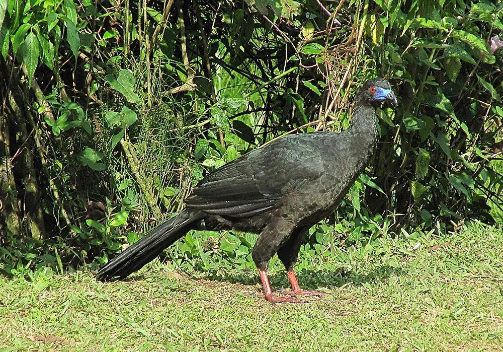 File:Chamaepetes unicolor (8734600732).jpg