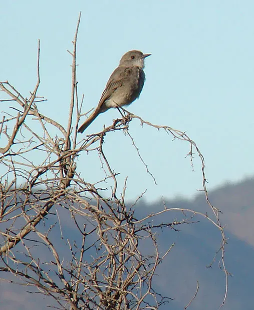 File:Xolmis pyrope (8563209163).jpg