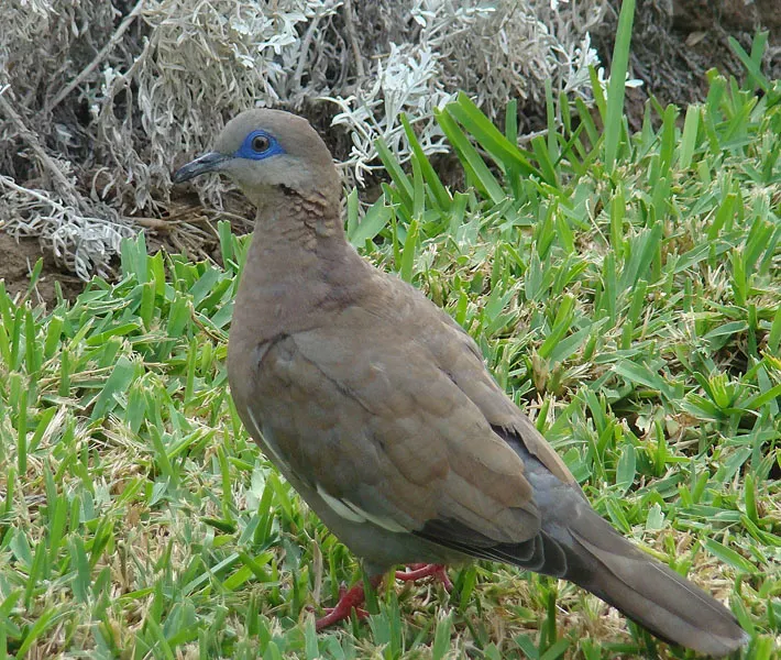 File:Zenaida meloda (8394574782).jpg