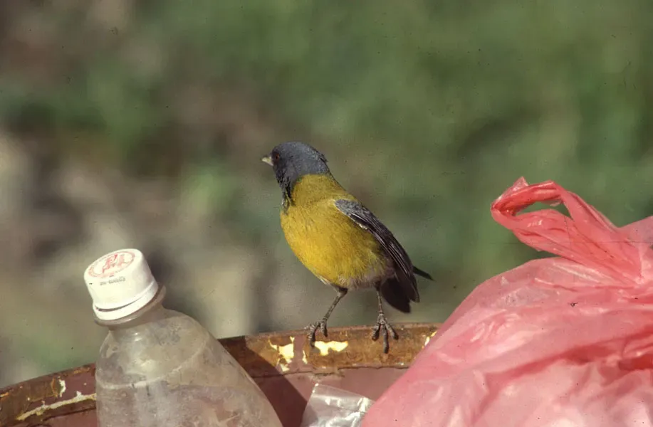 File:Phrygilus atriceps (8394556766).jpg