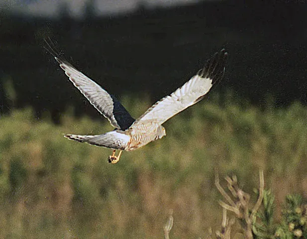 File:Circus cinereus (8391094118).jpg