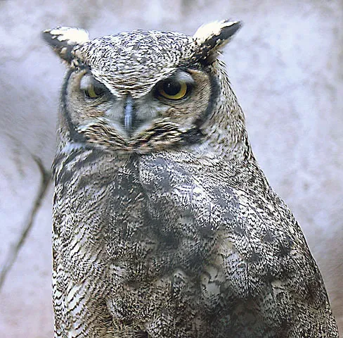 File:Bubo magellanicus (8390010787).jpg