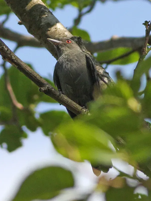 File:Plumbeous Tyrant (Knipolegus cabanisi) (8077593149).jpg