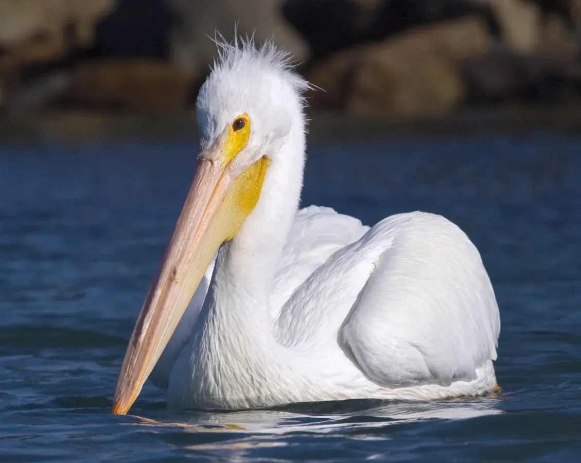 File:Mikebaird - American White Pelican (Pelecanus erythrorhynchos ) (bird) in Mo (by).jpg