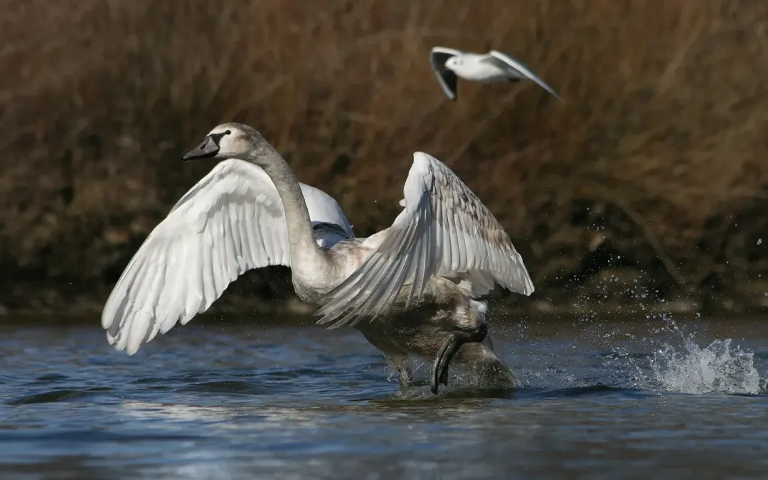 File:Höckerschwan Cygnus olor 7b Richard Bartz.jpg