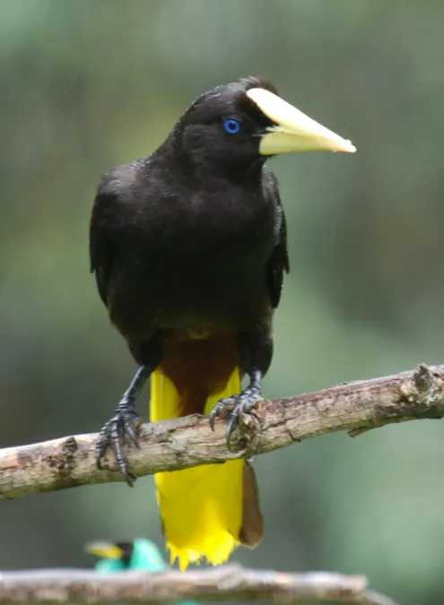 File:Psarocolius decumanus.jpg