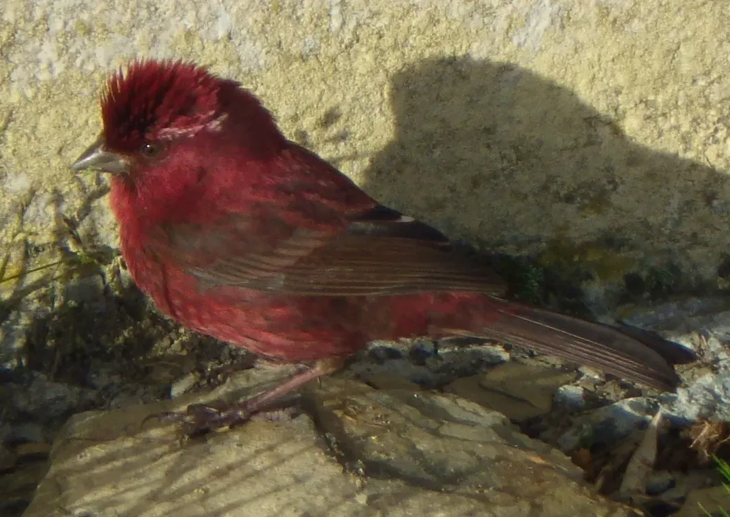 File:Carpodacus formosanus (cropped).jpg