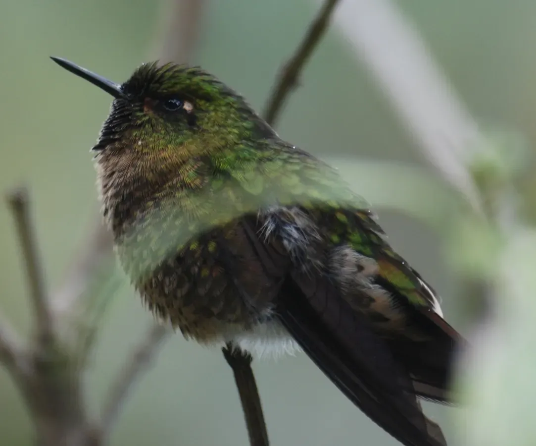File:Metallura tyrianthina.jpg