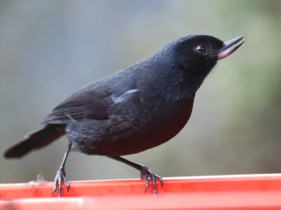 File:Diglossa lafresnayii.jpg